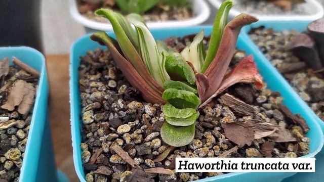 A Newbie's Guide to ASPHODELACEAE (Aloe, Haworthia, Gasteria) +Comparison to Crassulaceae ??? смотреть онлайн