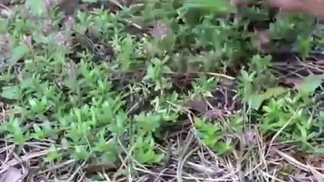 Заготовка Чабреца богородской травы / Harvesting of Thyme herb Bogorodskaya смотреть онлайн