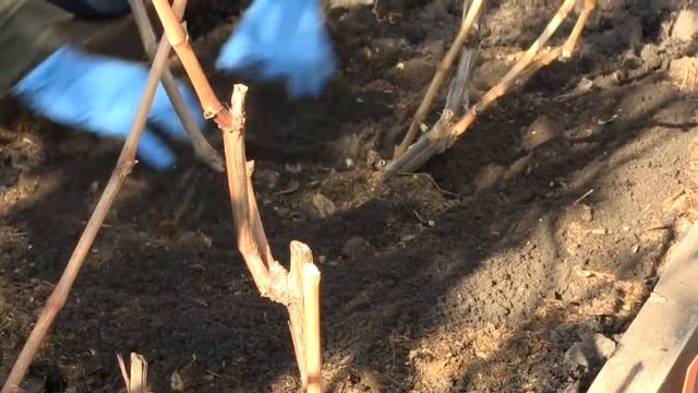 КАК ОБРЕЗАТЬ ВИНОГРАД. Дачные сезоны 20.10.18. смотреть онлайн