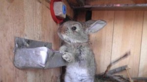 Можно ли давать кроликам соль