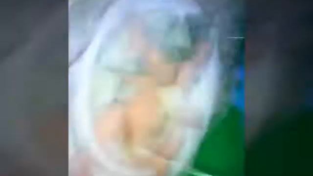 Мой Сирийский хомяк смотреть онлайн