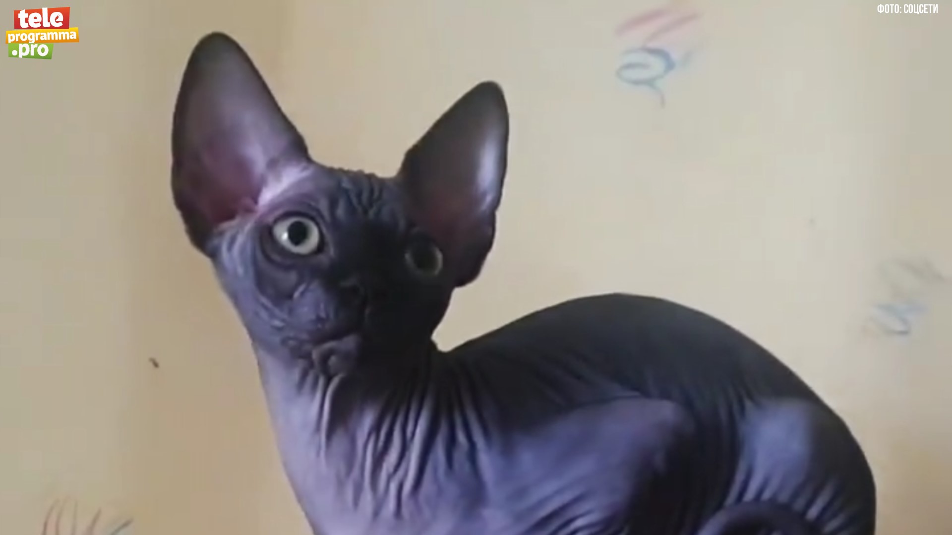 Волшебные сфинксы смотреть онлайн