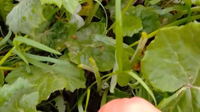 Лекарственные растения Листья мать и мачехи смотреть онлайн