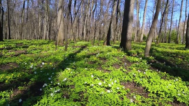 Música para Sanación del Estrés ? Ansiedad y Depresión - Quitar la Rabia Interior y la Tristeza #22 смотреть онлайн