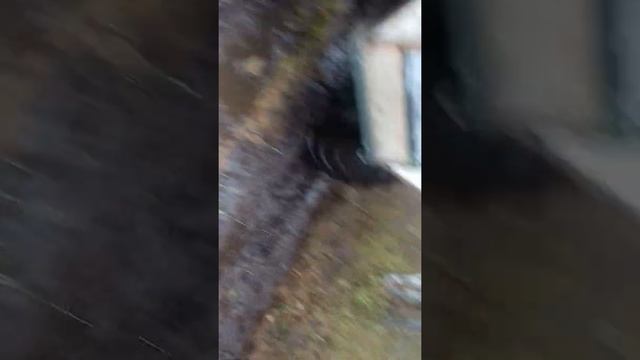 На каракате ОХОТНИК вывозим кедровую шишку смотреть онлайн