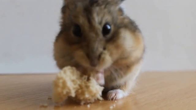 Хомячки-Милые существа