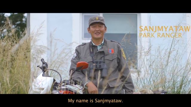 Wild Horse Conservation In Mongolia