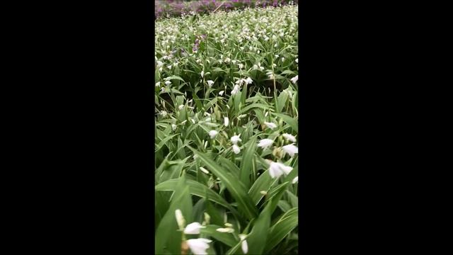 Have a look at our beautiful Bletilla смотреть онлайн