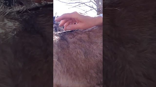 30 Октября + 25 Осень. Золотая теплая пора.У нас привал..козьи нежности! смотреть онлайн