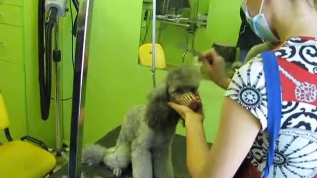 Салон 4 Лапы смотреть онлайн