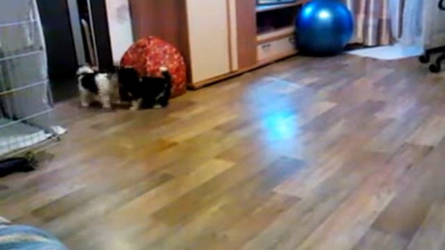 Юмми и Юша, заводчик Ушакова Анна смотреть онлайн