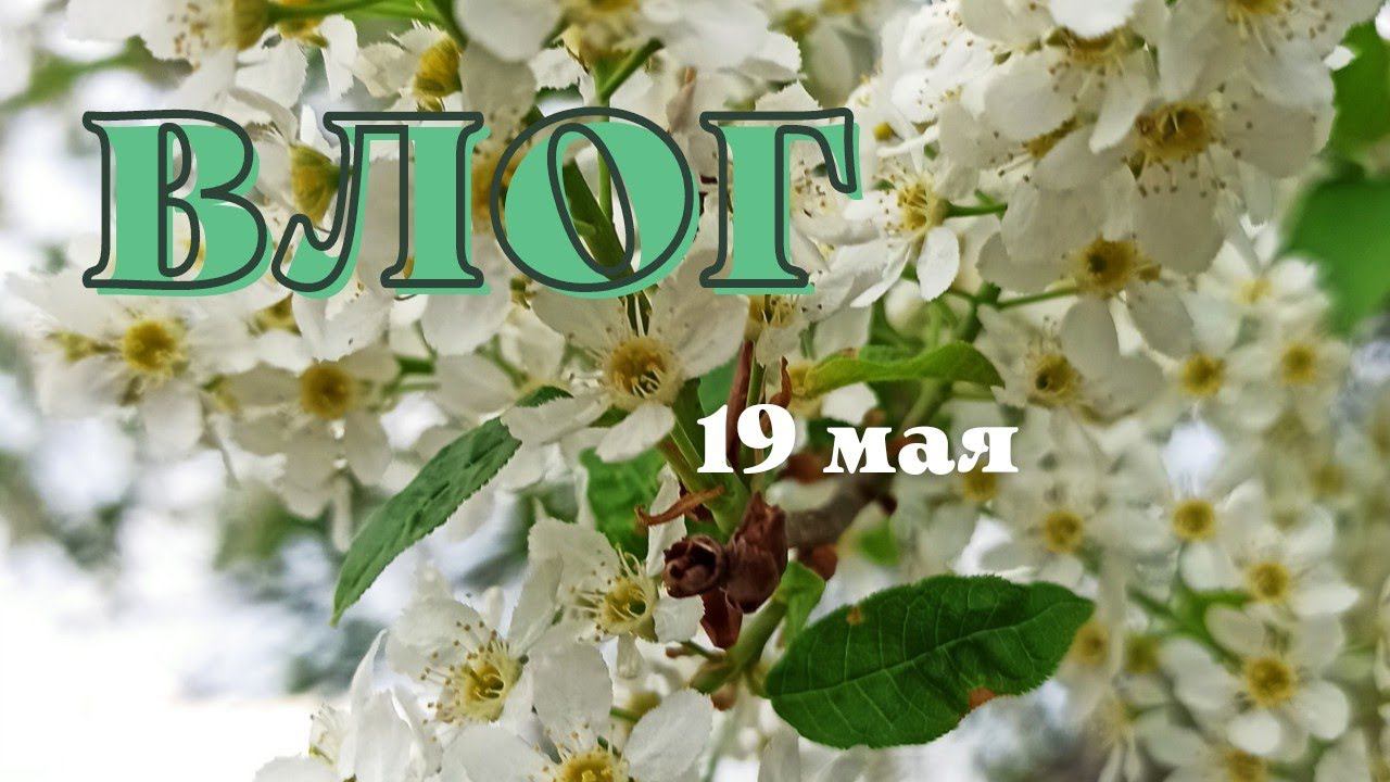 ВЛОГ. 19 мая. Всходы на огороде.