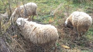 Овцы «Александровская многоплодная». Редкие породы овец.