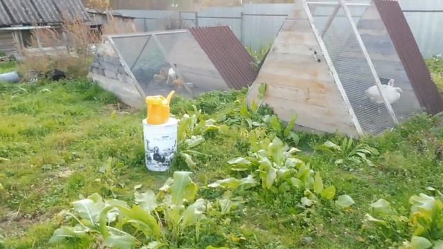 Какая ПОРОДА кур ЛУЧШЕ ? Ухейилюй , виандот , шёлки , фавероль , билефельдер #фазаны #кура #индюки смотреть онлайн