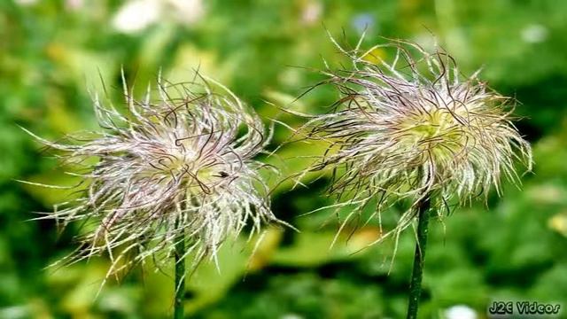 Anemone Flowers (Wind Flowers) смотреть онлайн