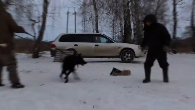 Омская Дружина Царица Ночи ЗКС смотреть онлайн