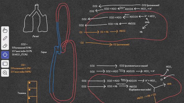 Транспорт газів кров’ю. Фізіологія смотреть онлайн