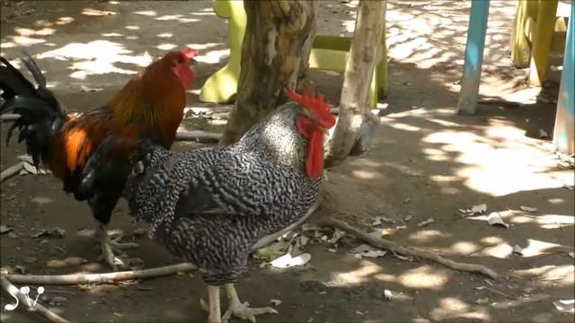 Eilat Roosters / Эйлатские петухи смотреть онлайн