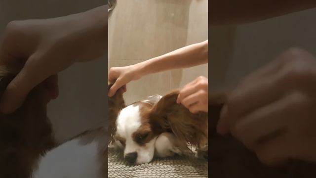 Длинные ушки,длинные 🙈