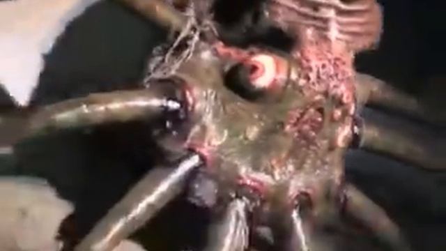 Гигантский нападающий осьминог смотреть онлайн