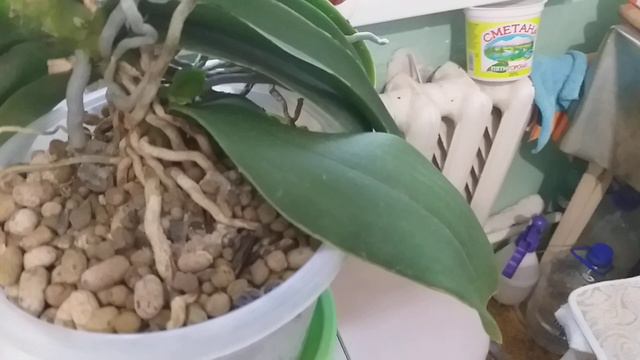 Мои орхидеи со второго окошка.🍀🌱🍀🌱🍀🌱🍀🌱 смотреть онлайн