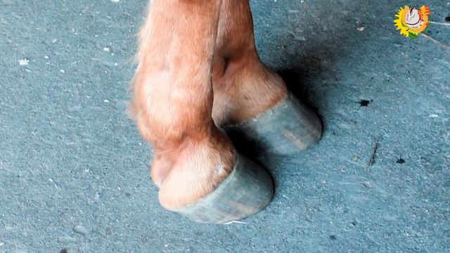 Уход за копытами лошади 