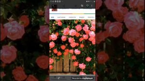 Песня розы цвета алова