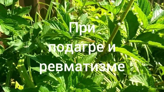 ТАВОЛГА ВЯЗОЛИСТНАЯ (ЛАБАЗНИК). Filipendula ulmaria.Разжижаем кровь. смотреть онлайн