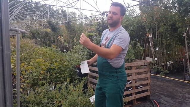 Igénytelen VÍZPARTI növény | Salix integra 'Hakuro-Nishiki' – Fehér-rózsaszín tarka levelű japán fű смотреть онлайн