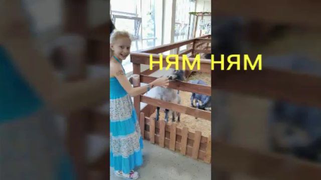 Контактный зоопарк🐷🐏🐐 смотреть онлайн