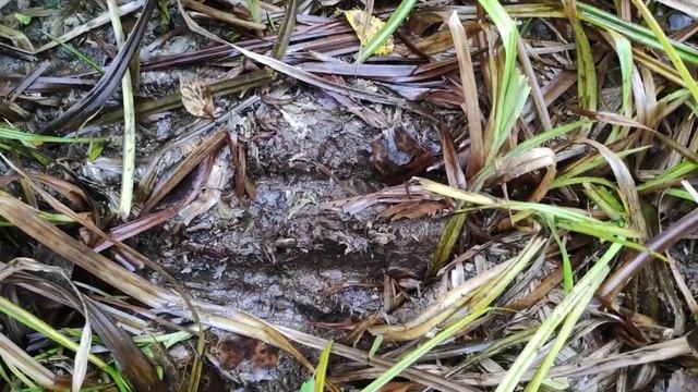 Юные Испытатели Природы: осенние находки смотреть онлайн