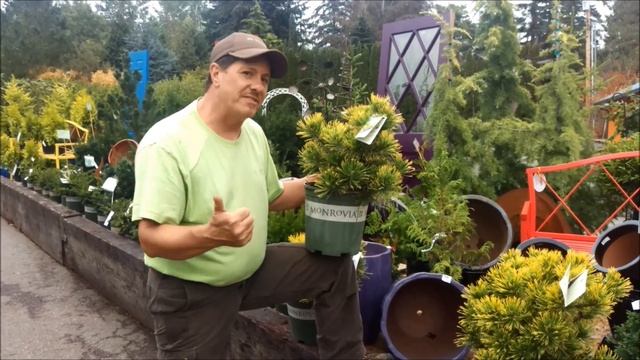 Antoni's loves Pinus mugo 'Carsten's Wintergold' смотреть онлайн