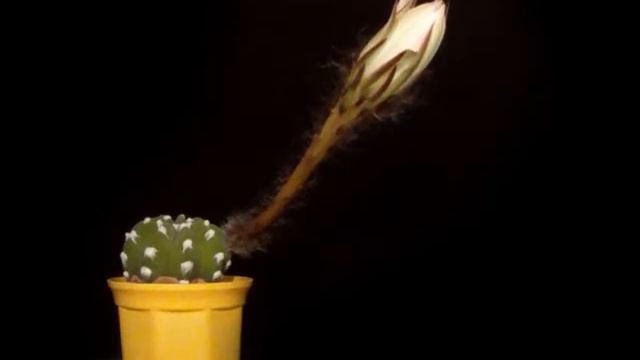 Echinopsis Subdenudatam смотреть онлайн