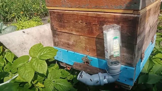 пчелы омск на даче смотреть онлайн