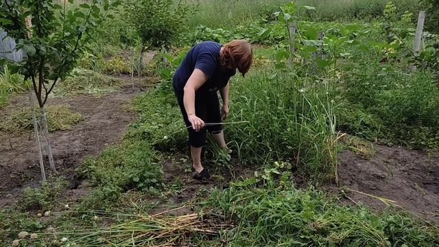 Переезд из Сибири на Юг. Часть 29. Дела домашние. Собираю урожай. Клеим обои. смотреть онлайн