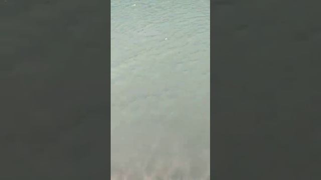 " Белая Берель " Вко Катон Карагайский район смотреть онлайн