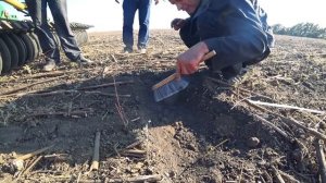 Идеальная подготовка почвы под посев пшеницы после подсолнуха.