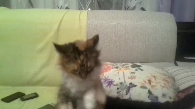 Любимый Мейн Кун смотреть онлайн