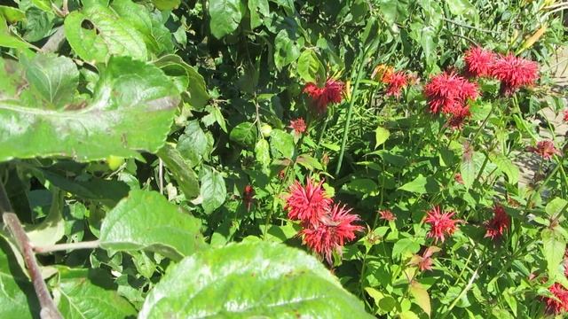 МОНАРДА - что это и с чем ее едят?