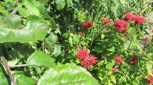 МОНАРДА - что это и с чем ее едят?