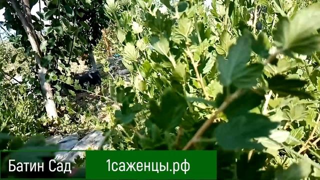 Крыжовник Полонез смотреть онлайн