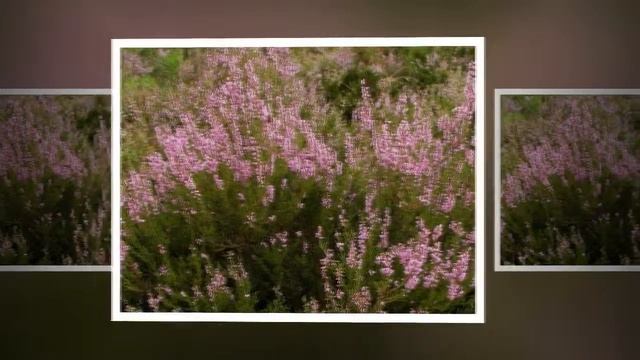 Цветки Вереска (Calluna vulgaris) смотреть онлайн