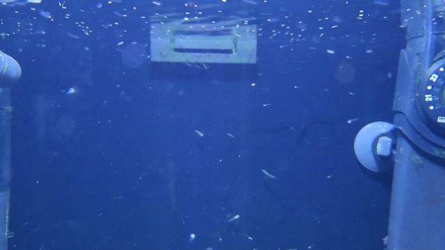 Praecox Rainbowfish Fry