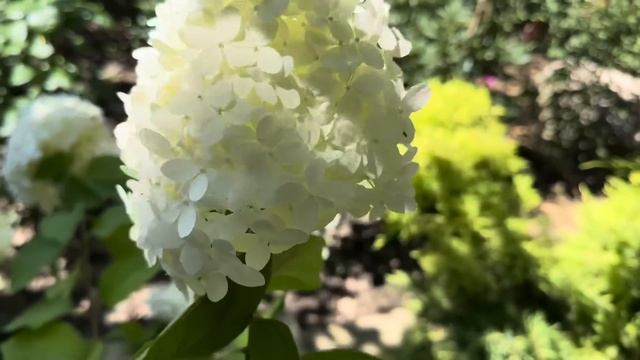 Не делайте этих ошибок при выборе места для посадки метельчатых гортензий смотреть онлайн