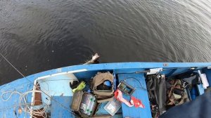 РЫБАЛКА в РАЗНЕЖЬЕ/СПИННИНГ/ЛОДКА ВОРОНЕЖ/SUZUKI 9,9/ПОДВОДНЫЕ СЪЕМКИ(CALYPSO)