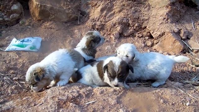Feeding stray little milk dogs with goat milk, seven puppies in the dirt cave drank goat milk toget смотреть онлайн