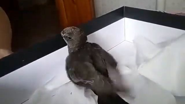 20 июля 2020 г Нашли стрижонка ! смотреть онлайн