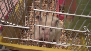 Толян - "Беспонтовый пирожок(с ветчиной и сыром)" [Бэбэй киностримы]