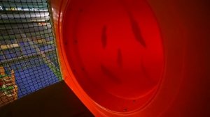 Fun Indoor Playground for Family and Kids at Leo's Lekland #1