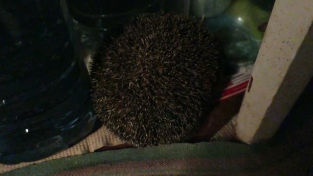 Ежик. Охота на ёжика. Дачный влог. смотреть онлайн